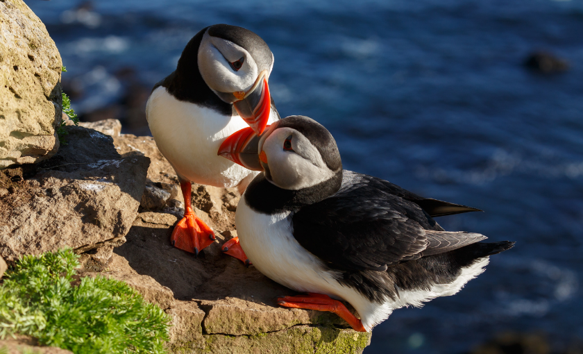 Isafjordur - Papegaaienduikers