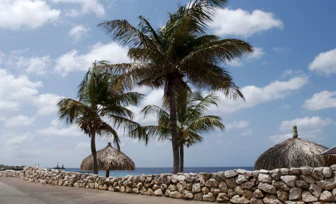 Palmbomen op Bonaire