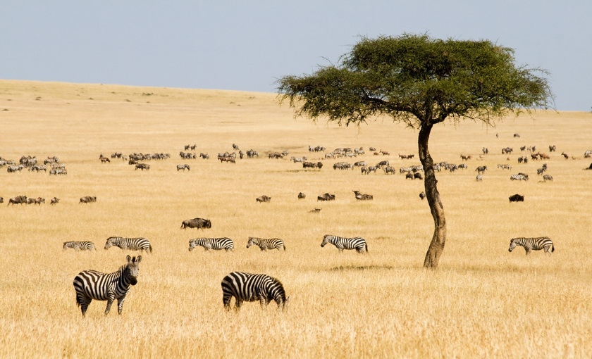 Wilde zebra's op de steppe