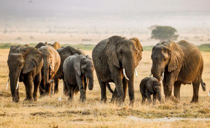 Olifanten in Afrika