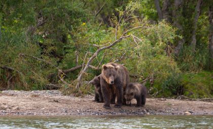 Een beren in de natuur van Alaska
