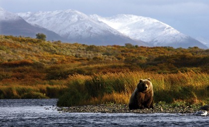 Een beer in de natuur van Alaska