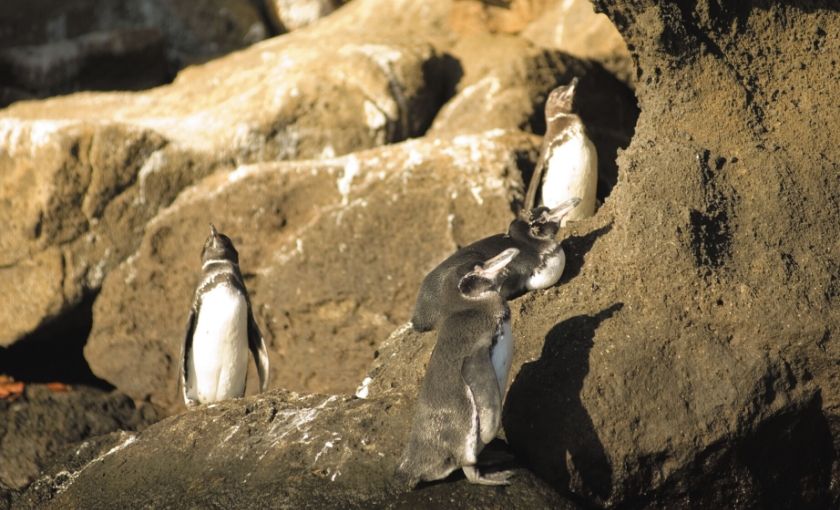 Pinguins op Galapagos