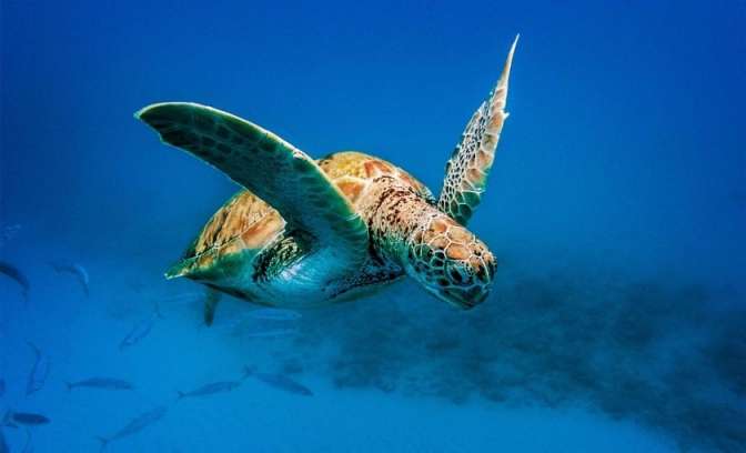 zwemmen met zeeschildpadden barbados