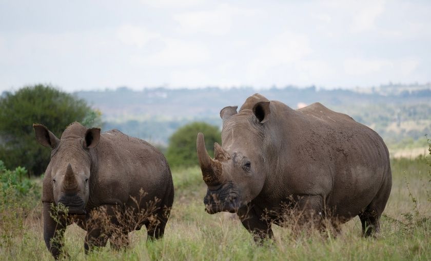 Wilde neushoorns in Afrika