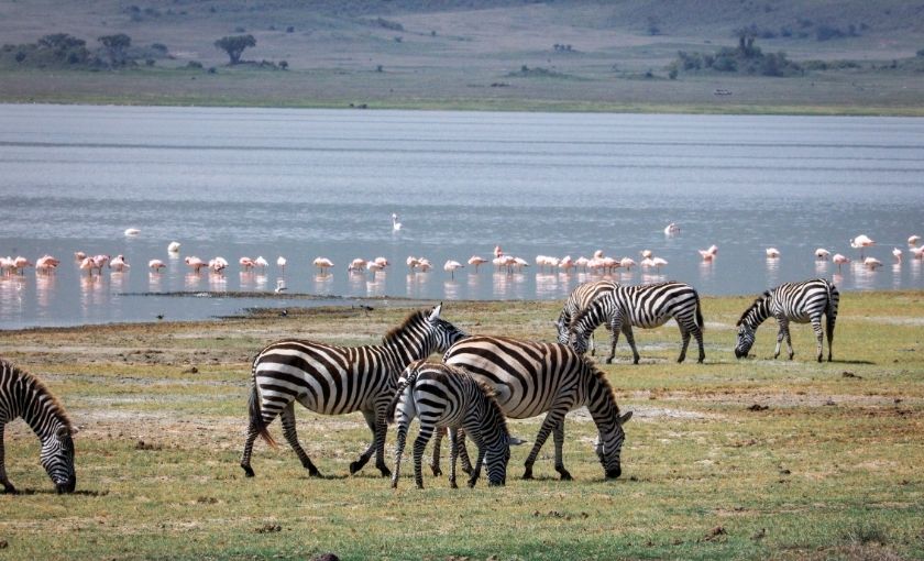 Wilde dieren in Afrika