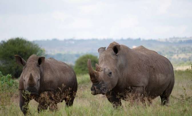 Wilde neushoorns in Afrika