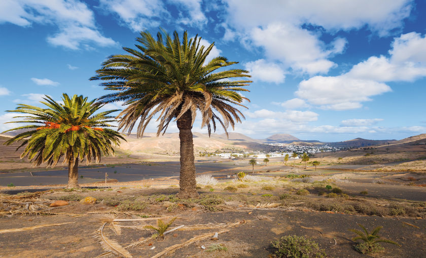 palmbomen op Lanzarote 