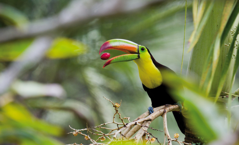 Een vogel vangt een bes