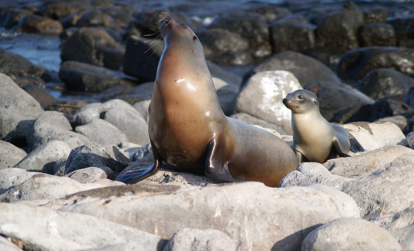 Galapagoszeeleeuwen op de galapagos eilanden